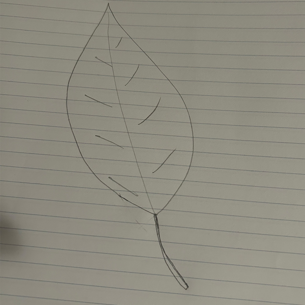 Leaf drawn by my cousin my mom's that was later digitized in Adobe Illustrator.